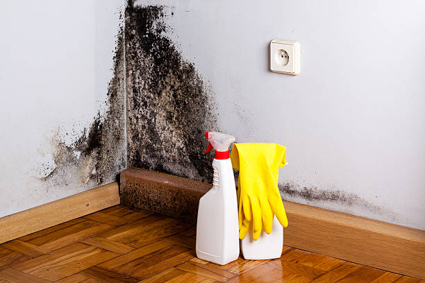 Best Fast Mold Removal  in Gramercy, LA